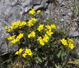 Linum flavum ssp. albanicum