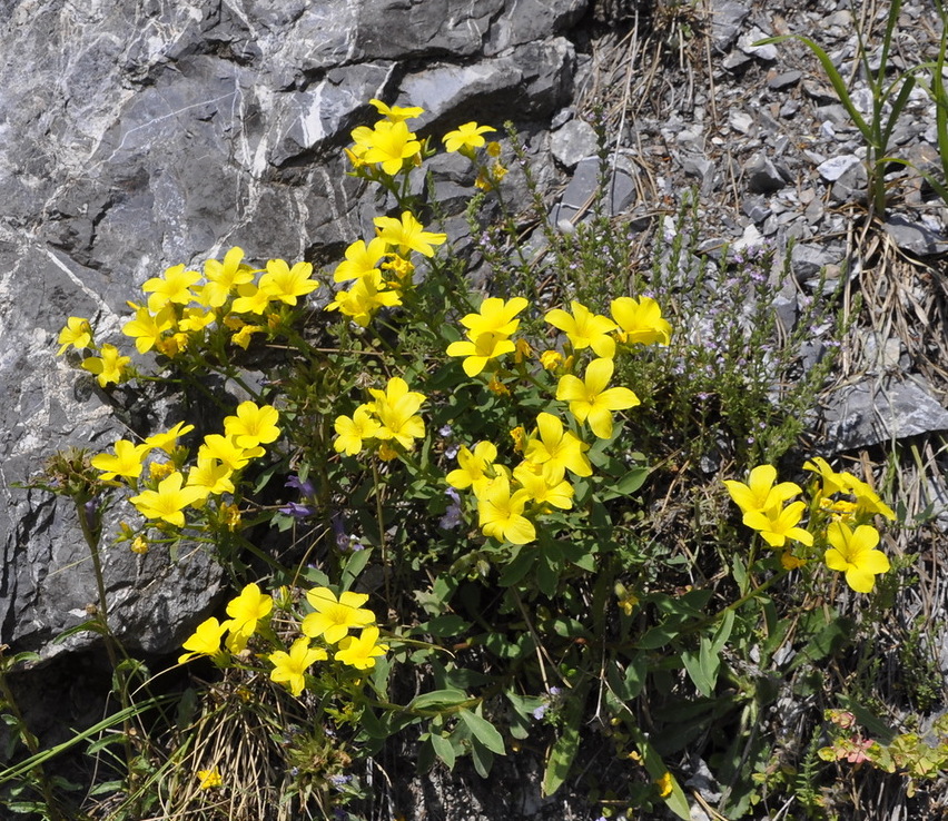 Image of Linum flavum ssp. albanicum specimen.