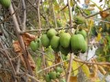 Actinidia arguta