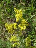 Galium verum