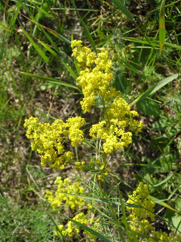 Изображение особи Galium verum.