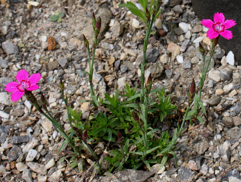 Image of genus Dianthus specimen.