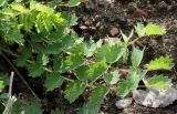 Poterium sanguisorba