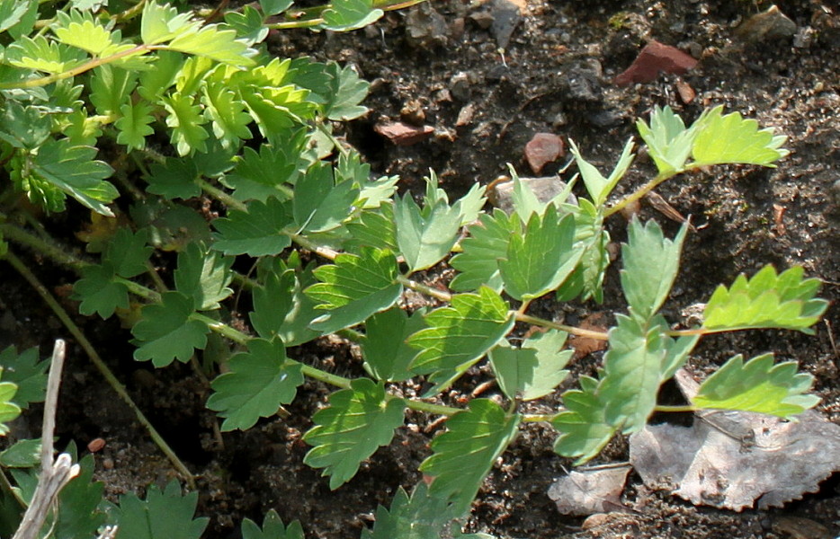 Изображение особи Poterium sanguisorba.