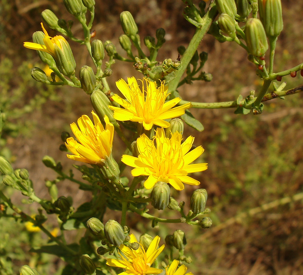 Image of Hieracium virosum specimen.