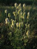 Dipsacus laciniatus