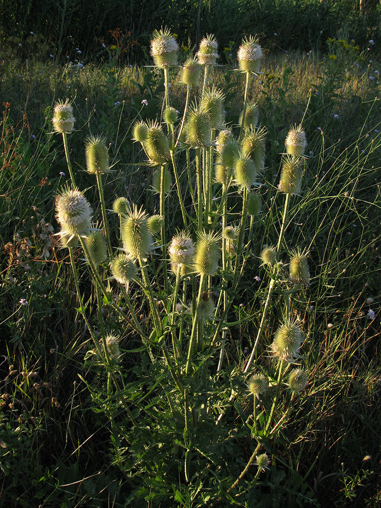 Изображение особи Dipsacus laciniatus.