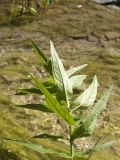 Lythrum virgatum