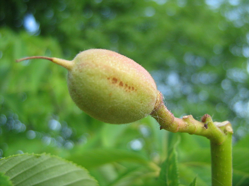 Изображение особи Aesculus pavia.