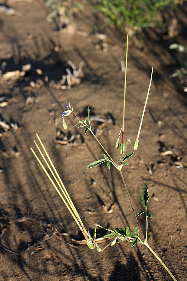 Изображение особи Erodium oxyrhynchum.