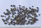 Vitex agnus-castus
