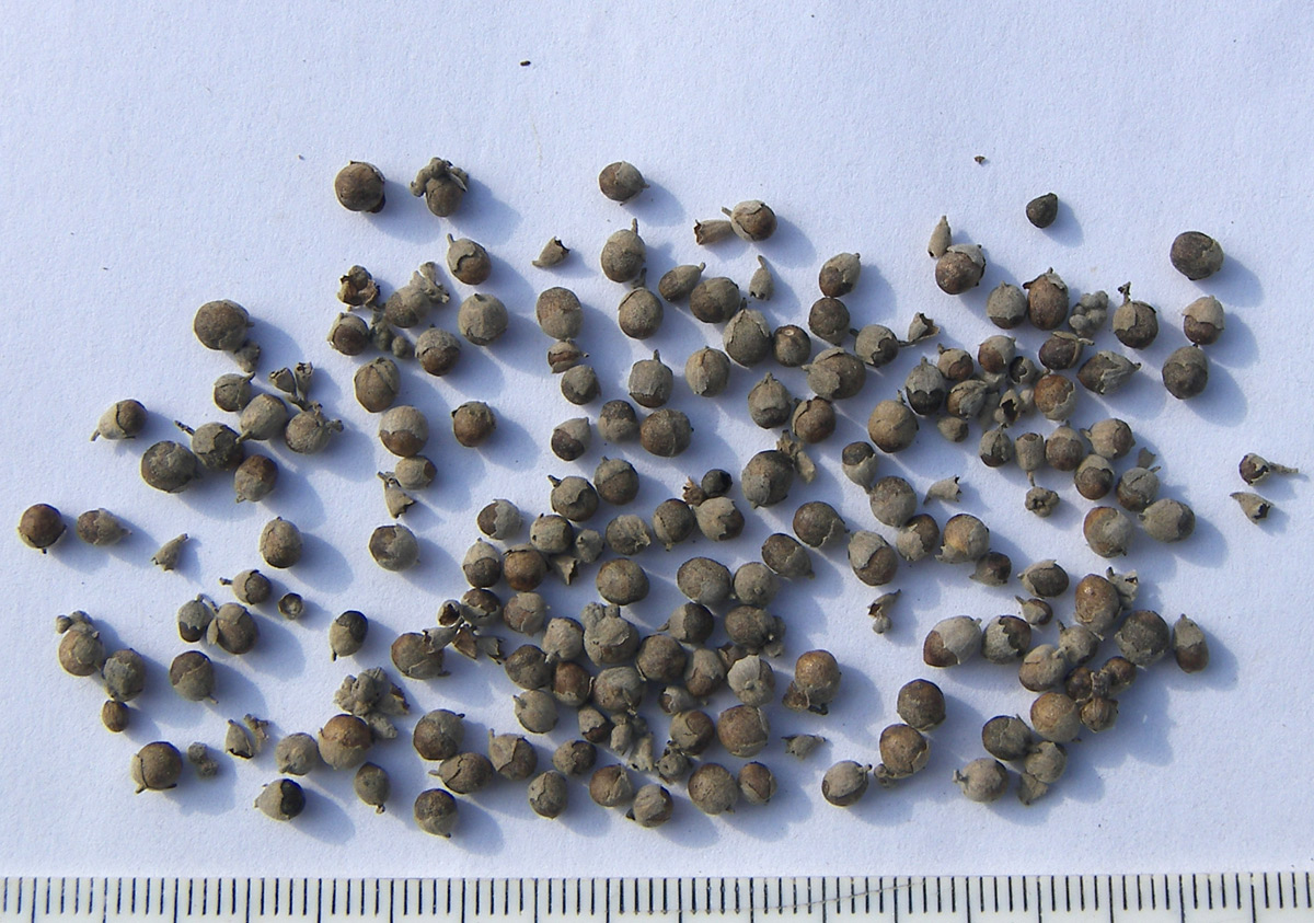 Image of Vitex agnus-castus specimen.
