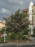 Bauhinia variegata