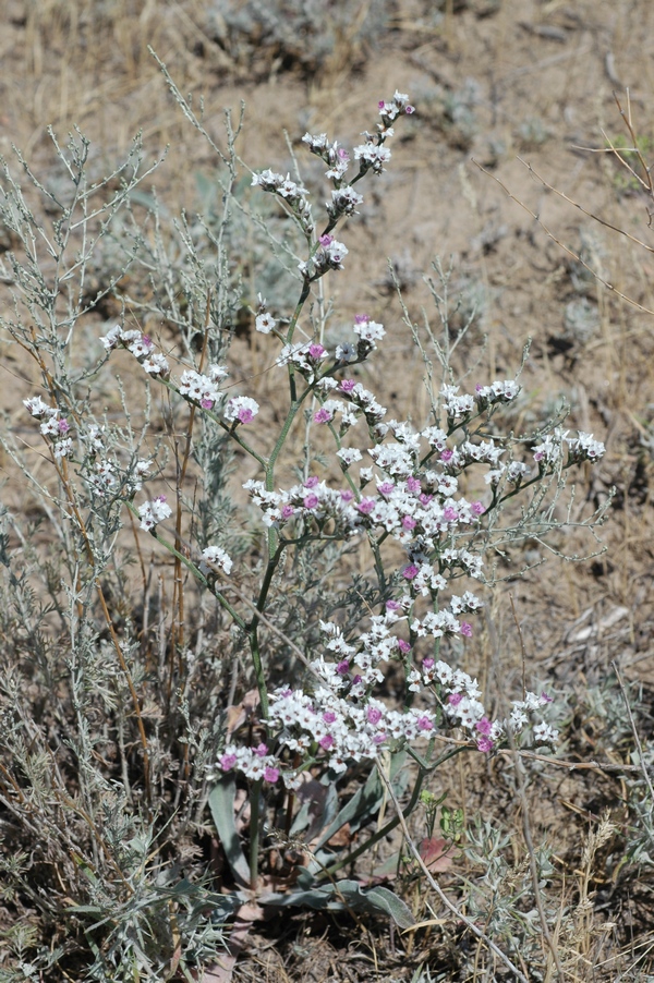 Image of Goniolimon callicomum specimen.