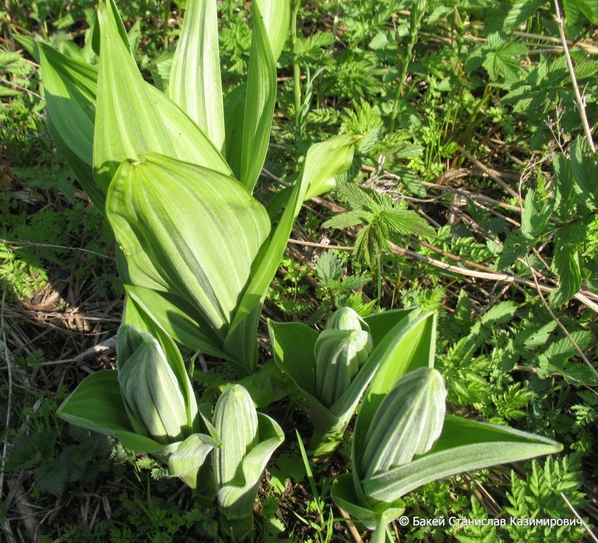 Изображение особи Veratrum lobelianum.