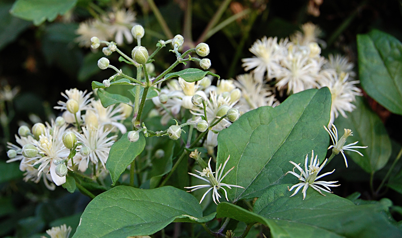 Image of Clematis vitalba specimen.