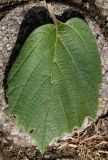 Fothergilla major