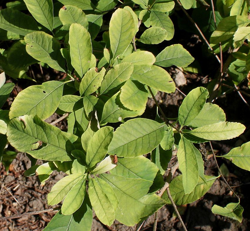 Изображение особи Exochorda giraldii.