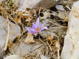 Crocus pallasii