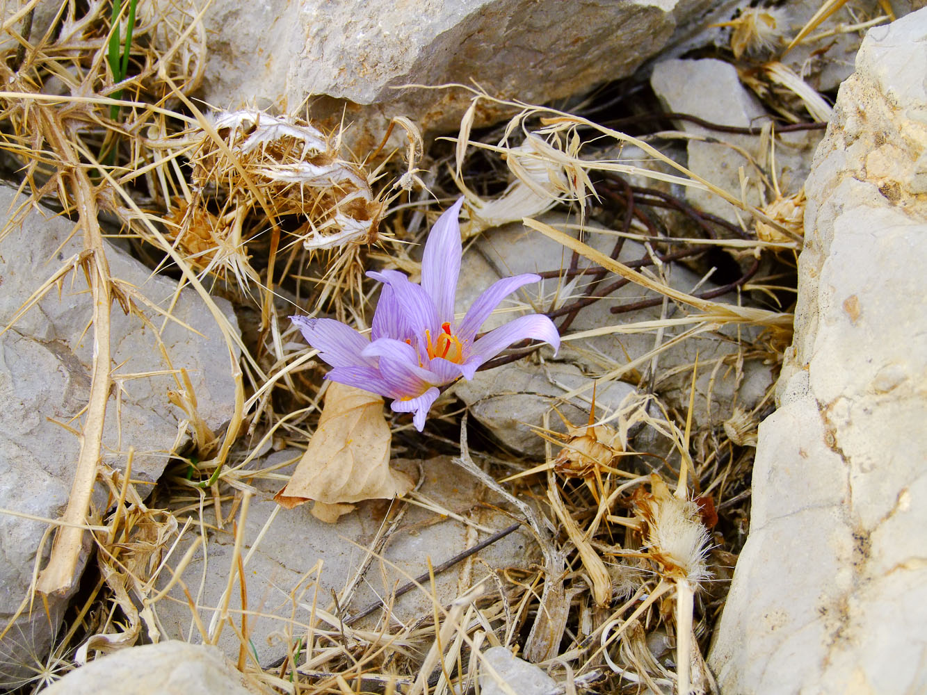 Изображение особи Crocus pallasii.