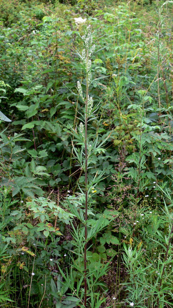 Изображение особи Artemisia vulgaris.