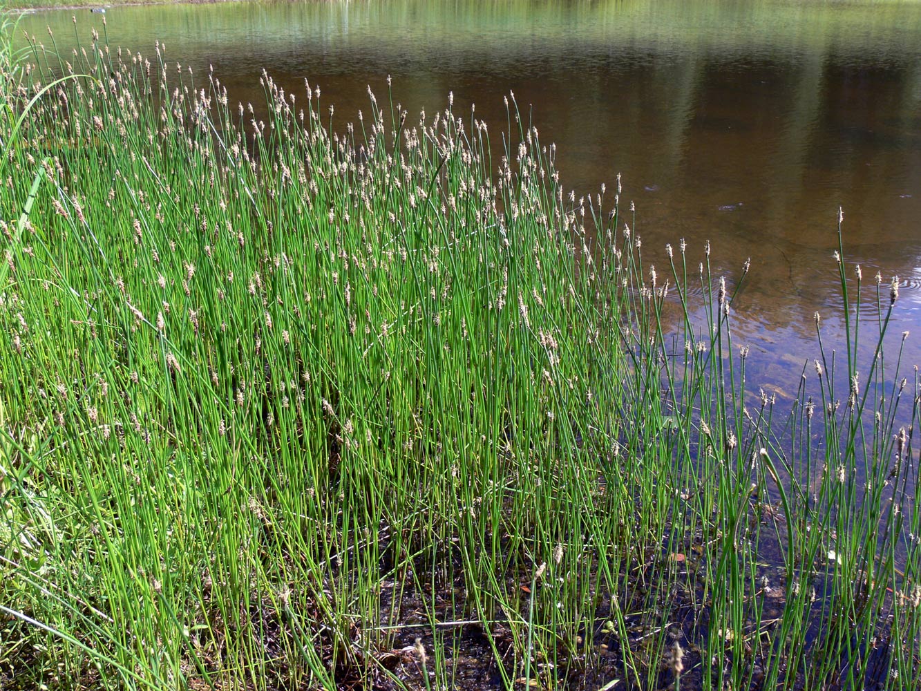 Изображение особи Eleocharis palustris.