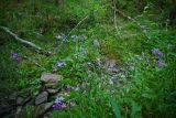 Hesperis matronalis var. glabra