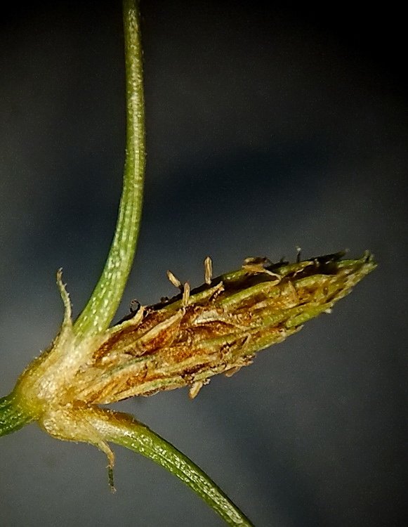 Image of Fimbristylis velata specimen.