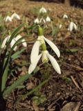 Galanthus nivalis