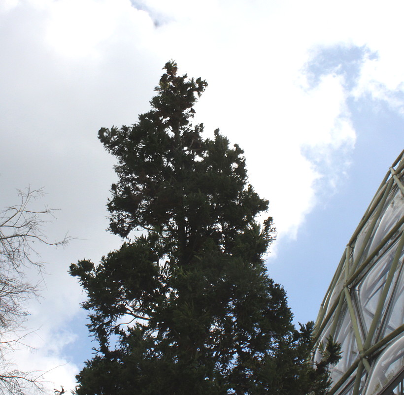Image of Cryptomeria japonica specimen.