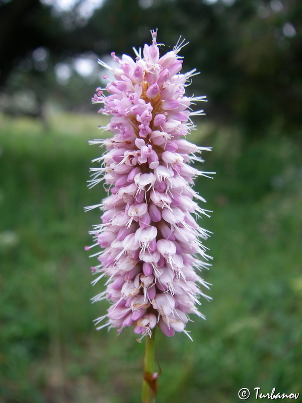 Image of Bistorta ensigera specimen.