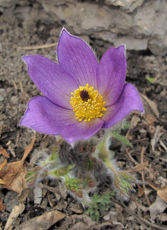 Image of Pulsatilla vulgaris specimen.