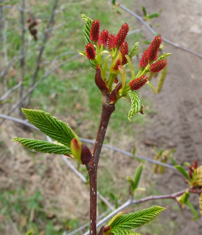 Изображение особи Duschekia fruticosa.