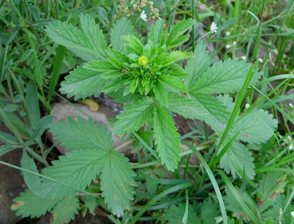 Image of Potentilla norvegica specimen.