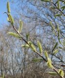 Salix