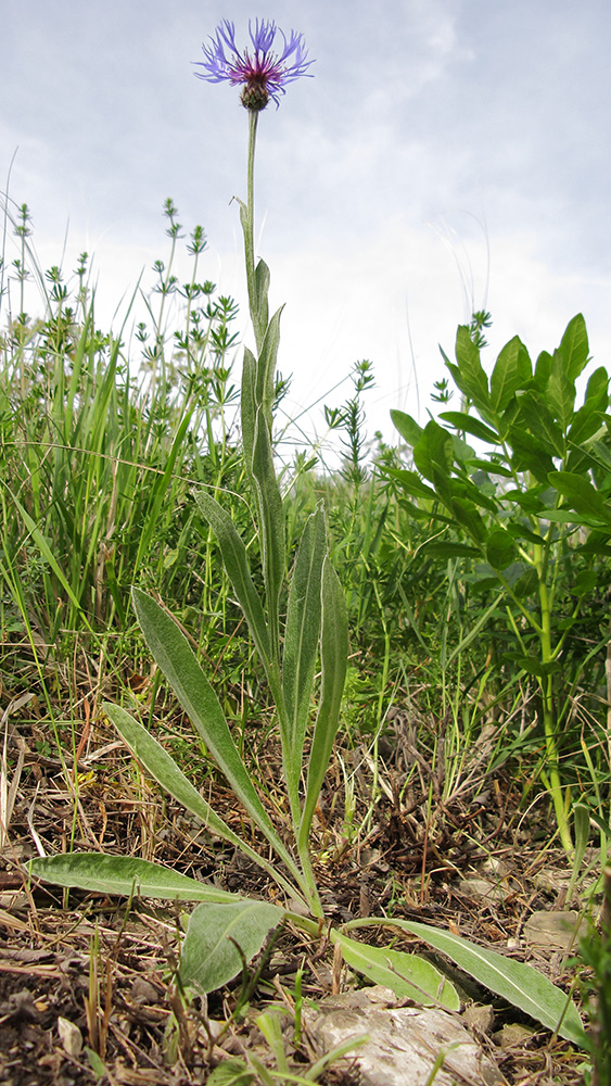 Изображение особи Centaurea czerkessica.