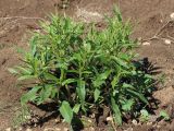 Phlomis pungens