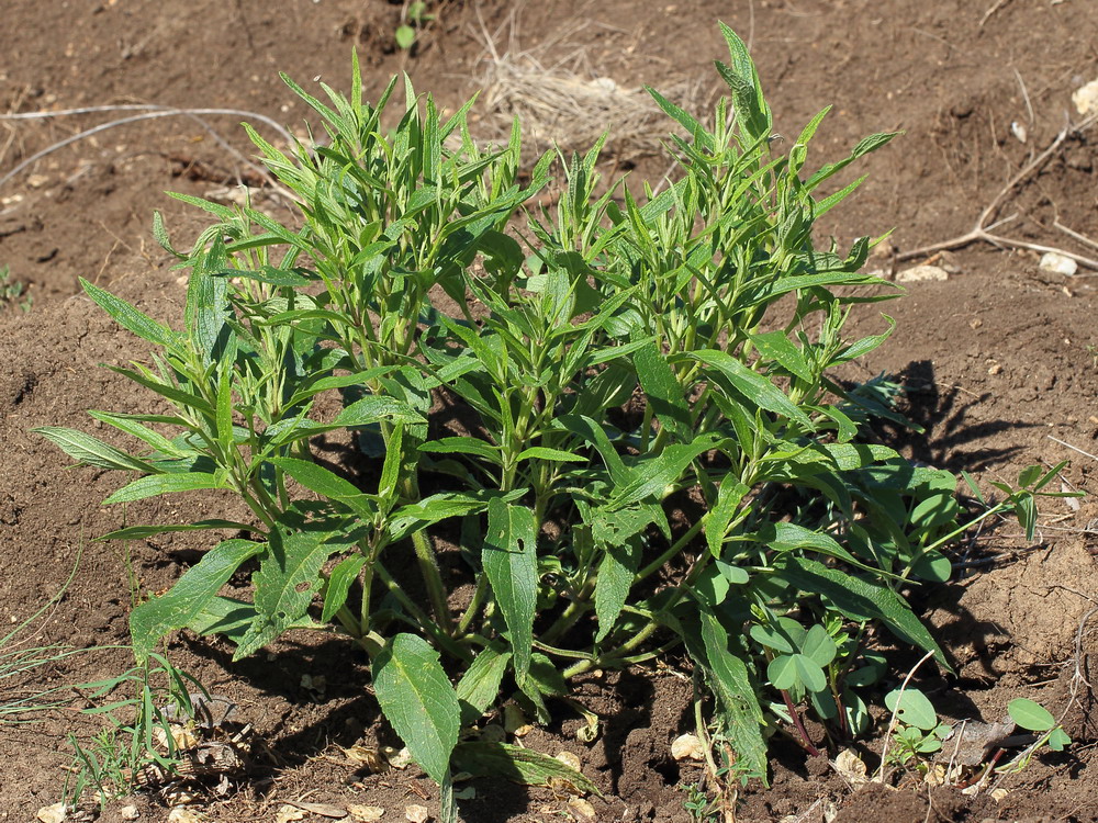 Изображение особи Phlomis pungens.