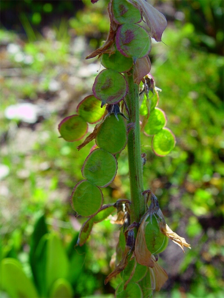 Image of Hedysarum caucasicum specimen.