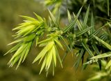 Juniperus drupacea. Верхушка веточки с молодыми побегами. Германия, г. Дюссельдорф, Ботанический сад университета. 04.05.2014.
