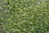 Crambe koktebelica. Соцветия. Крым, Керченский п-ов, Караларская степь. 07.06.2014.