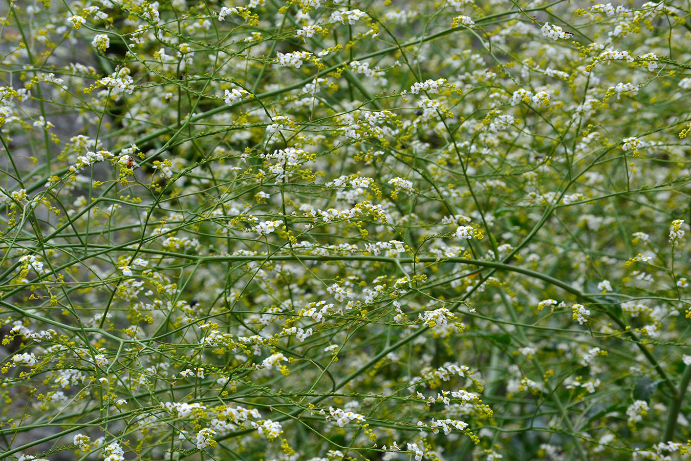 Изображение особи Crambe koktebelica.