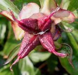 Paeonia lactiflora. Невызревший плод. Германия, г. Дюссельдорф, Ботанический сад университета. 02.06.2014.