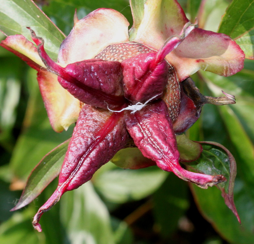 Image of Paeonia lactiflora specimen.