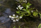 Cardamine amara. Верхушка цветущего растения в русле ручья. Ленинградская обл., Ломоносовский р-н, исток р. Лопухинка. 22.06.2014.