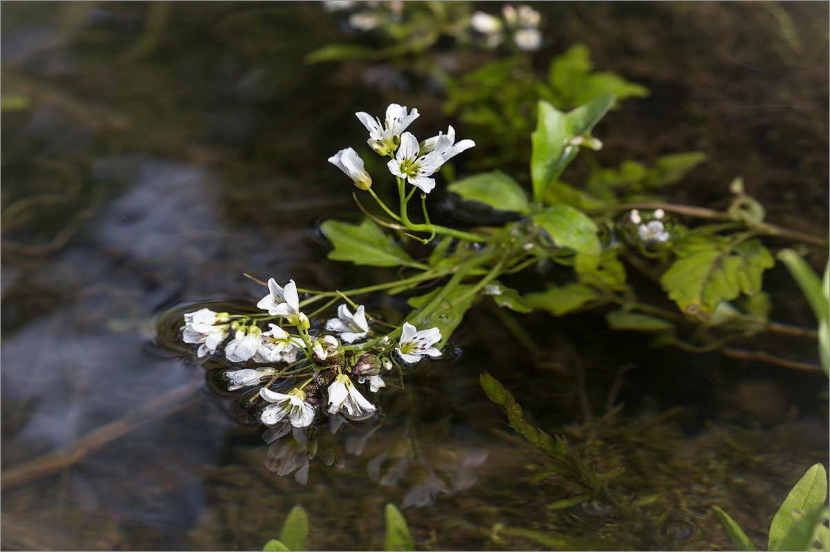 Изображение особи Cardamine amara.