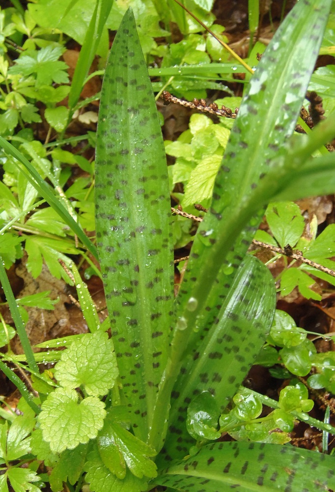 Image of Dactylorhiza fuchsii specimen.