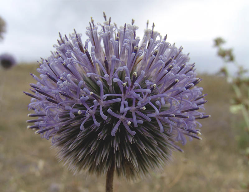 Изображение особи Echinops orientalis.