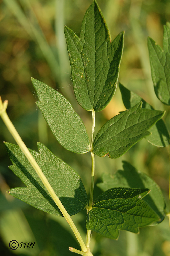 Image of Thalictrum flavum specimen.
