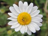 Anthemis